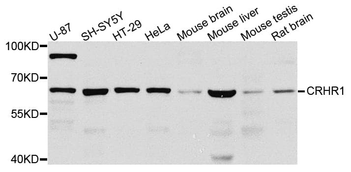 CRFR1 / CRHR1 Antibody