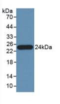 PTF1A Antibody (aa177-328)