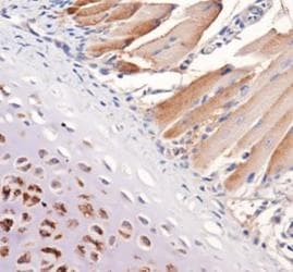 TNC / Tenascin C Antibody (clone 4C8MS, Biotin)
