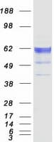 Human KDELC2 Protein (Recombinant Myc-DDK (Flag))