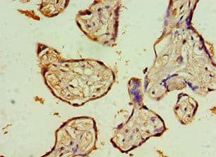 Polyclonal Rabbit anti-Human KLRC1 / NKG2A / CD159a Antibody (aa114-233, IHC)