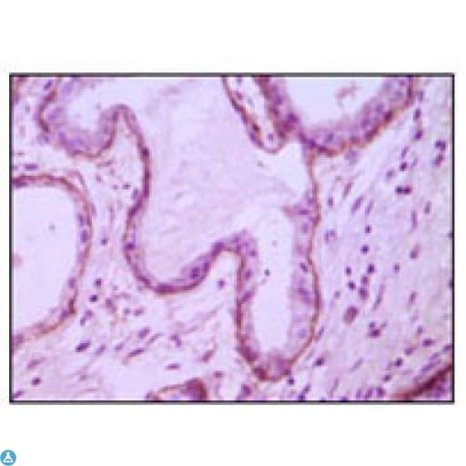 MME / CD10 Antibody