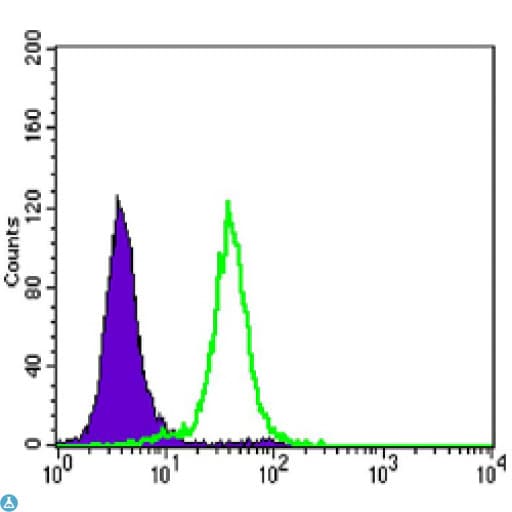 CDH1 / E Cadherin Antibody