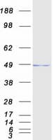 Human POLR3D Protein (Recombinant Myc-DDK (Flag))
