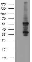 Monoclonal Mouse anti-Human CCT8L2 Antibody (clone OTI4B10, IHC, WB)