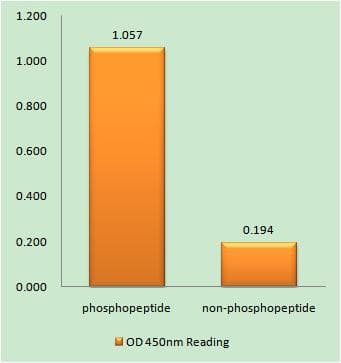 NR4A1 / NUR77 Antibody (phospho-Ser351)