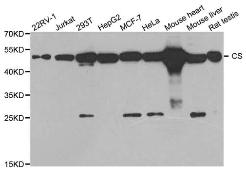 CS / Citrate Synthase Antibody