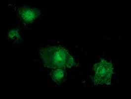 STAT5A Antibody (clone OTI10H1)