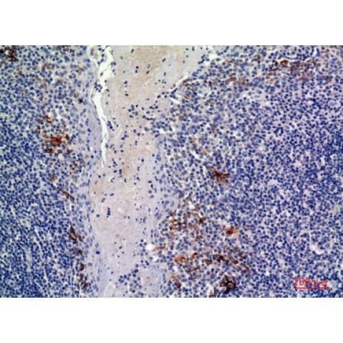 Polyclonal Rabbit anti-Human CD19 Antibody (191-240 aa, Internal, IHC, WB)