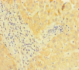 JMJD1C Antibody