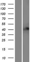 RFFL Protein (Over-Expression Lysate Myc-DDK (Flag))