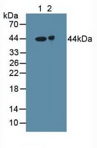GABRA2 Antibody