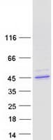Human BRUNOL5 / CELF5 Protein (Recombinant Myc-DDK (Flag))
