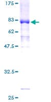 Human POU2F2 / OCT2 Protein (Recombinant GST)