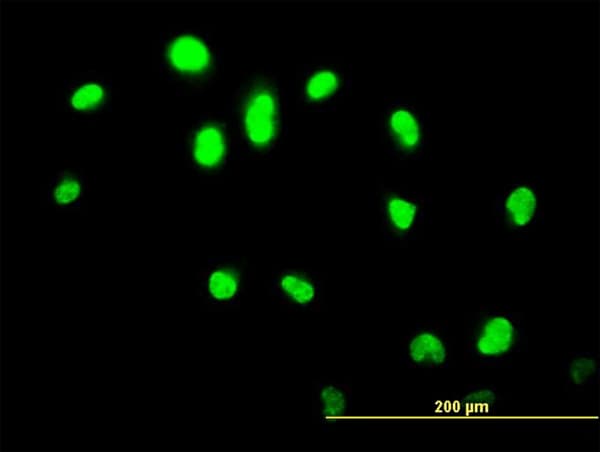 Monoclonal Mouse anti-Human GABPA / NRF2 Antibody (clone 5B6, IHC, IF, WB)