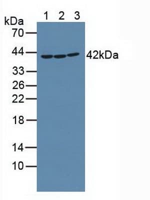 RICK / RIP2 Antibody (aa432-540)