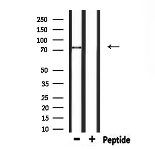 PJA1 / PRAJA1 Antibody