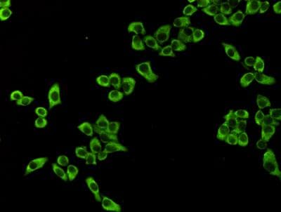 EEF2 / Elongation Factor 2 Antibody