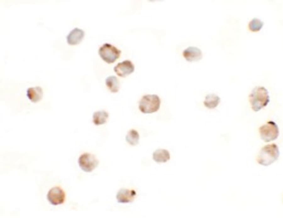 IHC-plus™ MSI2 Antibody