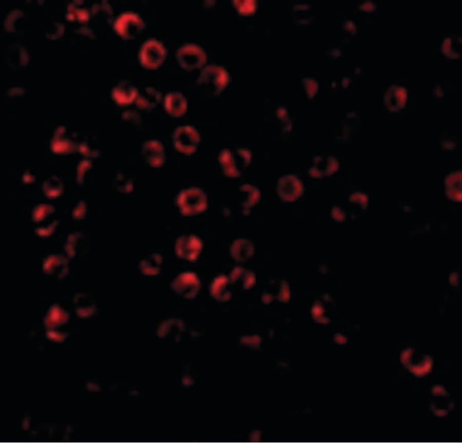 IHC-plus™ BAG4 / SODD Antibody