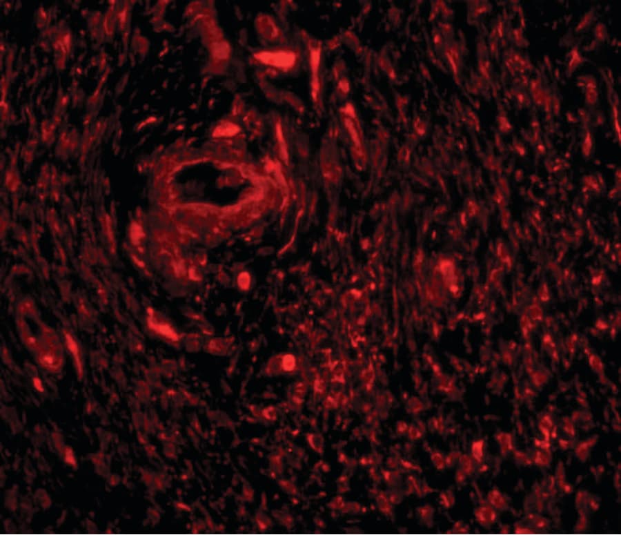 IHC-plus™ TRIM5 Antibody