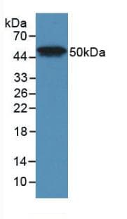 LP-PLA2 / PLA2G7 Antibody