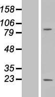 MS4A6A / MS4A Protein (Over-Expression Lysate Myc-DDK (Flag))