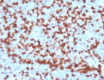 ZAP70 Antibody (clone ZPT70-2, Azide-free, BSA-free)