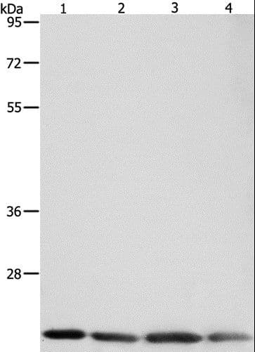 BAX Antibody