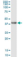 CREM / ICER Antibody (clone 3B5)