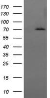 HSPA8 / HSC70 Antibody (clone OTI1H3)