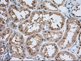 PDE4A / PDE4 Antibody (clone OTI8B7, Carrier-free)