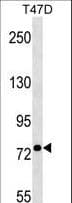 Polyclonal Rabbit anti-Human VMD2L3 / BEST3 Antibody (aa40-68, WB)