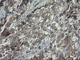 POLR3C Antibody (clone OTI2H1)