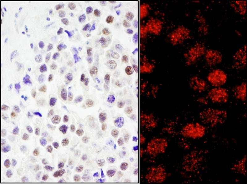 RCOR3 Antibody (aa445-495)