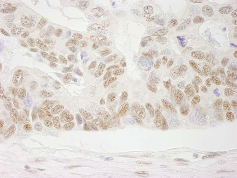 NELFB / COBRA1 Antibody (aa530-580)