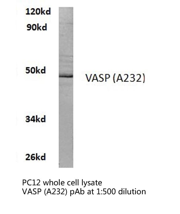 VASP Antibody (Ala232)
