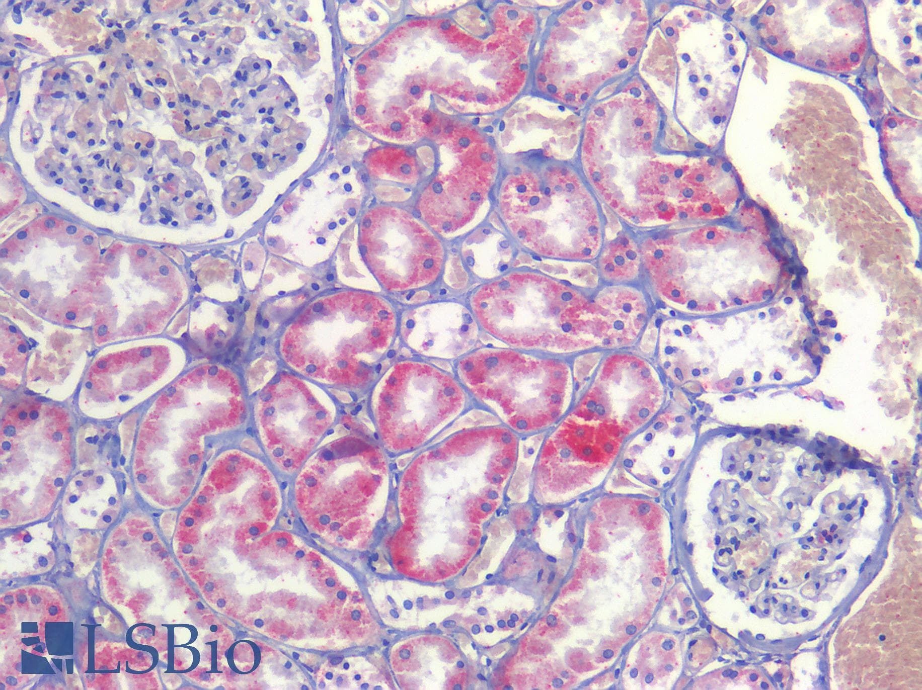 PathPlus™ SCD1 / SCD Antibody (aa354-366)
