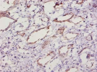 SOD1 / Cu-Zn SOD Antibody