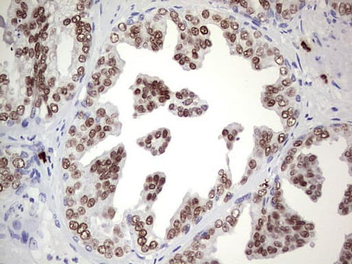 NKX3-1 Antibody (clone OTI2A5)