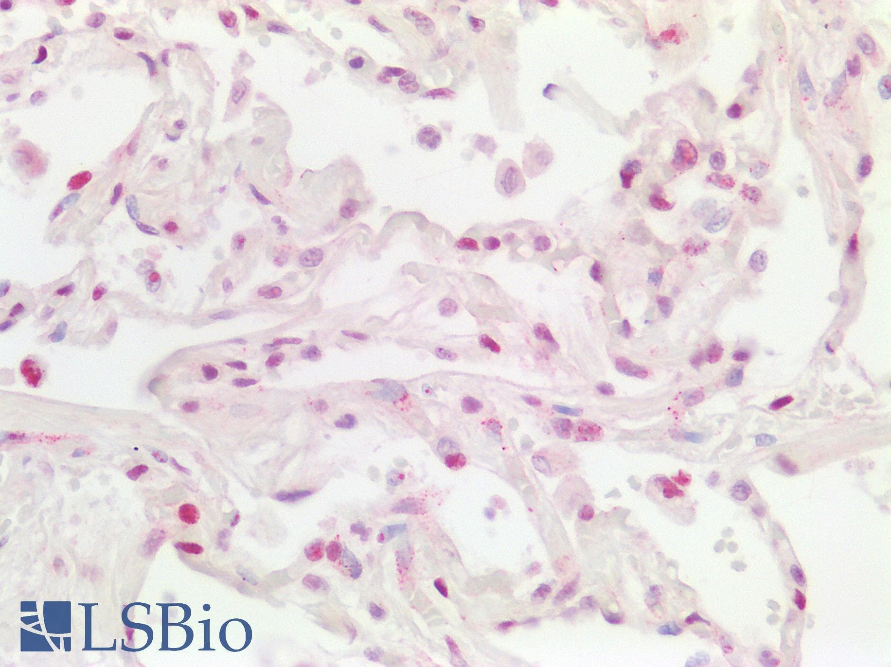 CCDC86 Antibody (aa101-150)