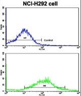 CDH6 / K Cadherin Antibody (aa665-695)