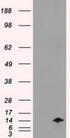 ID2 Antibody (clone OTI9A8)