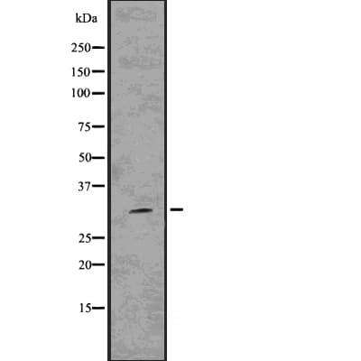 HES1 / HES-1 Antibody