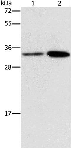 CDC34 Antibody