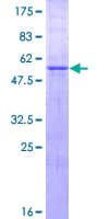Human ZNF511 Protein (Recombinant GST)