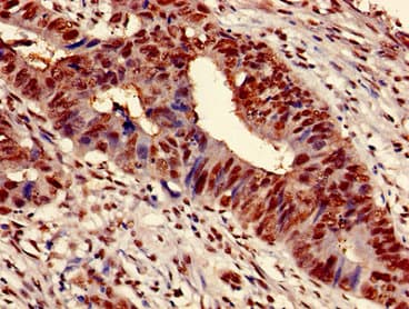 HIST1H3A Antibody