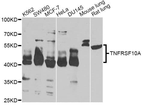 TNFRSF10A / DR4 Antibody