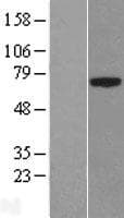 PLBD1 Protein (Over-Expression Lysate Myc-DDK (Flag))