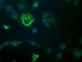 CR6 / GADD45G Antibody (clone OTI1G2)